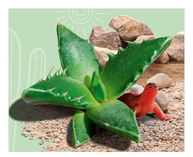 Cactus nel deserto - mini serra per bambini