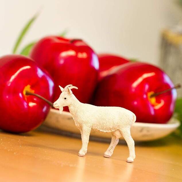 Safari® Hausziege
