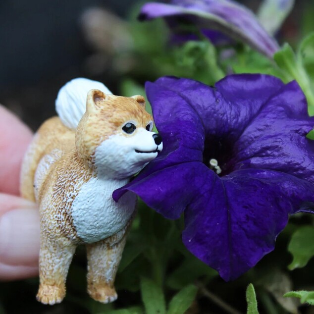 Safari® Pomeranian pes