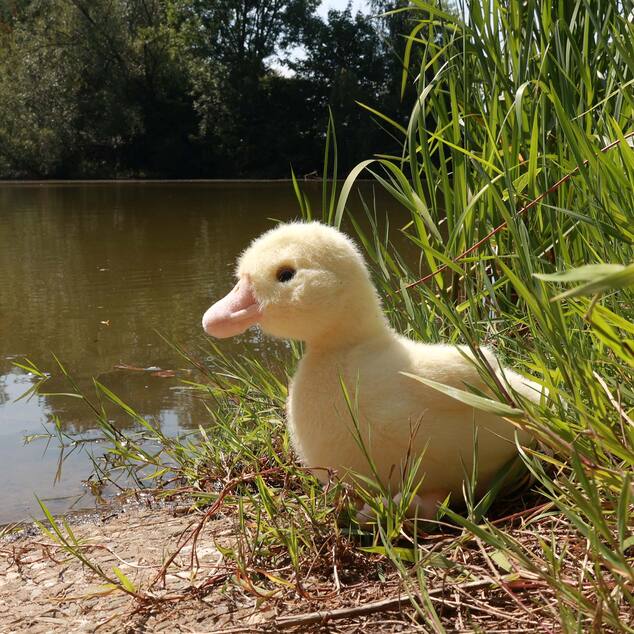 Peluche anatra 24 cm ECO-FRIENDLY