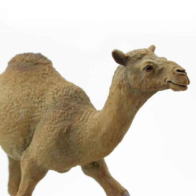 Safari® Ťava Jednohrbá