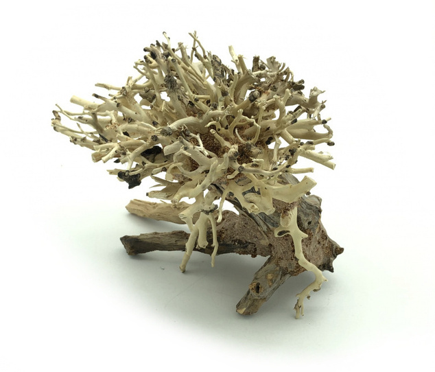 Bonsai Driftwood 15 x 12 x 13 cm No.13