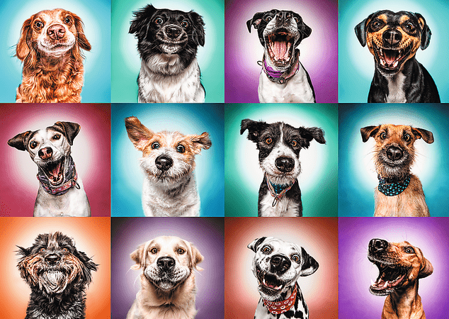 Trefl Puzzle 2000 - Lustige Hundeportraits II