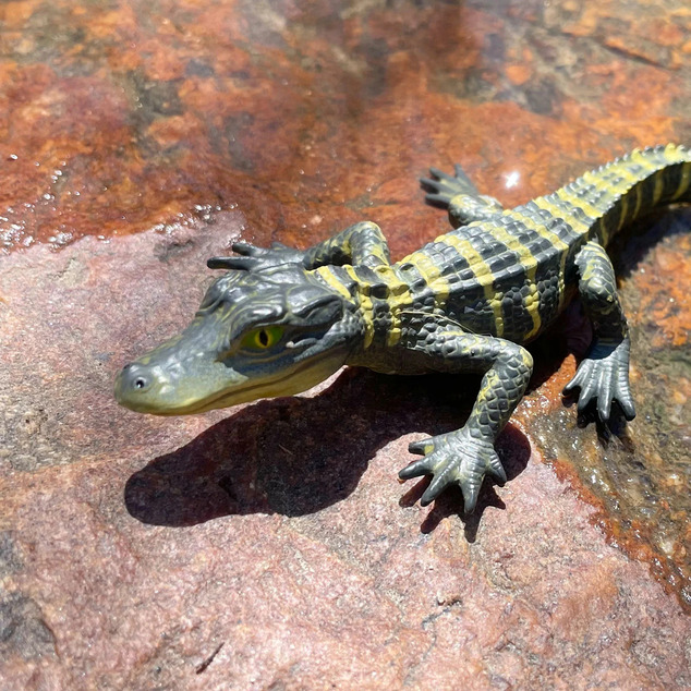 Safari® Alligator mláďa