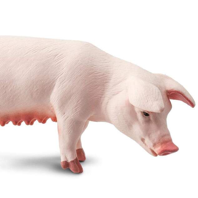 Safari® Ošípaná