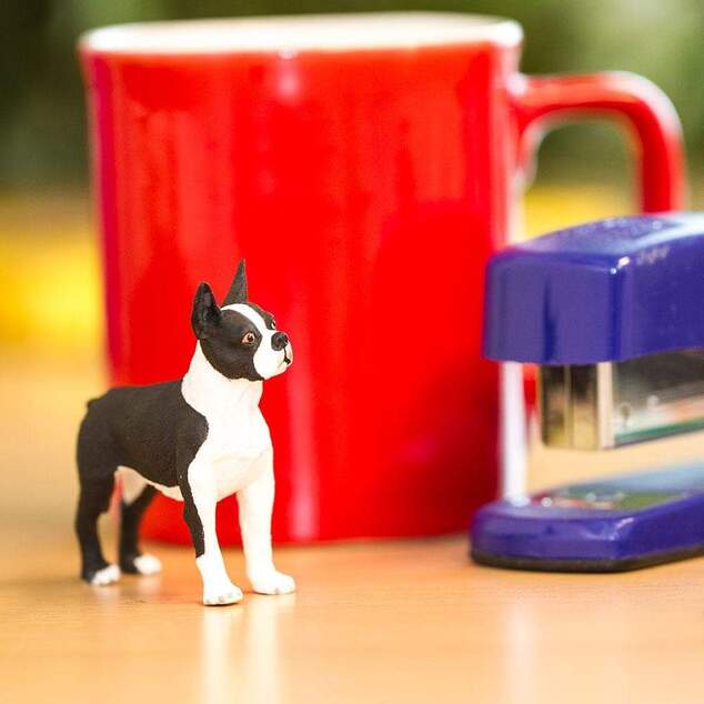 Safari® Boston terrier