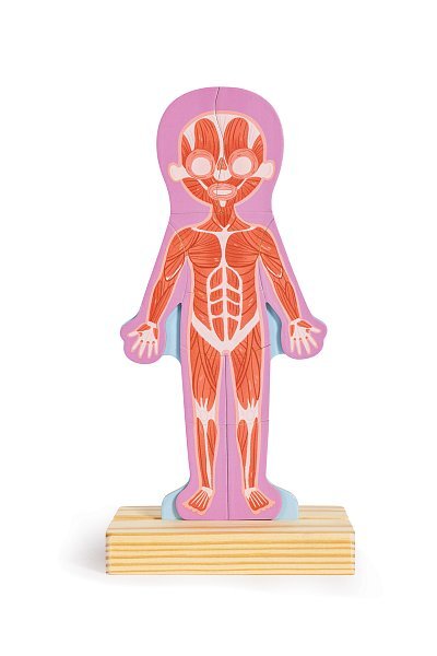Hape Magnetické puzzle - Ľudské telo