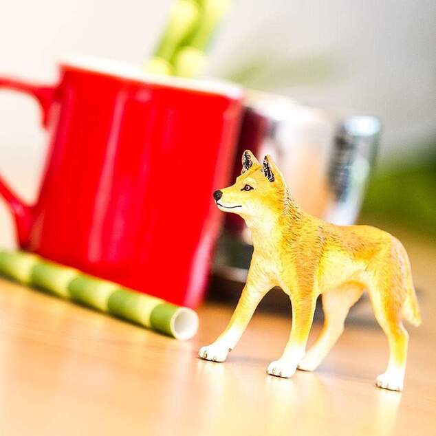 Safari® Dingo