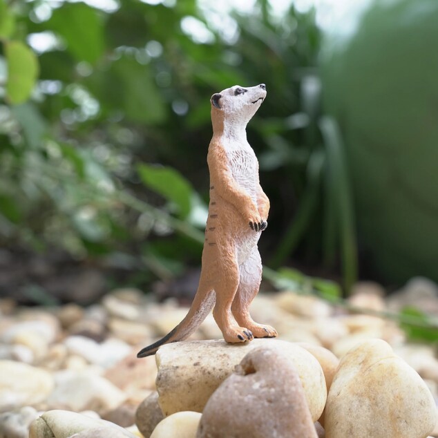Safari® Surikata