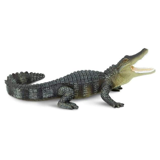 Safari® Aligátor