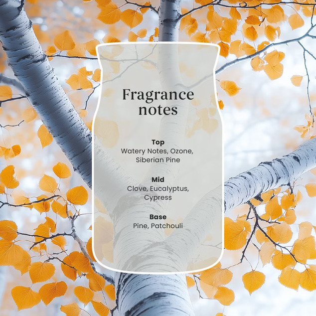 YC Signature Kerze Groß Silver Birch