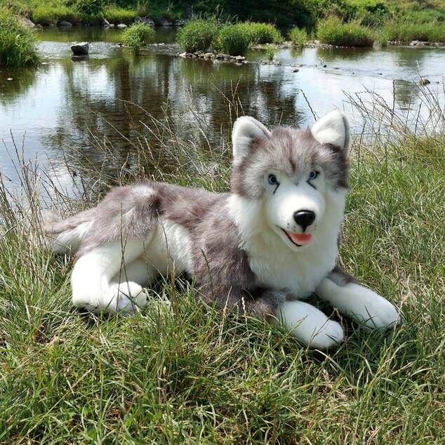 Plišani pas husky ležeći 60 cm EKOLOŠKI PRIJATELJSTVEN.