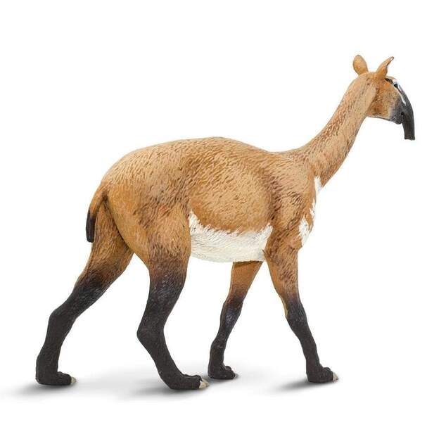 Safari® Macrauchenia