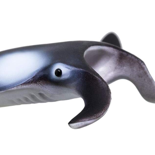 Safari® Manta raja