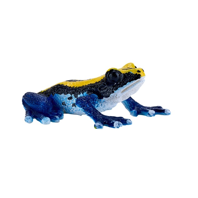 Mon Dendrobate tinctorius