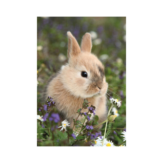 Puzzle Králiček a morča 2x48 dielikov