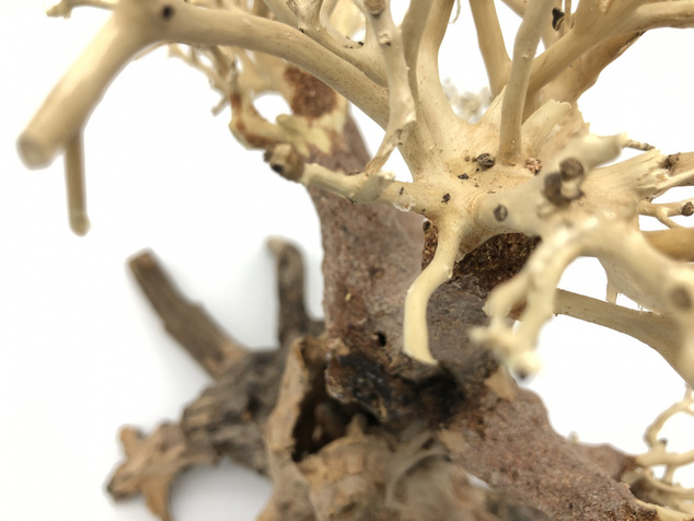 Bonsai Driftwood 40 x 30 x 33 cm No.100