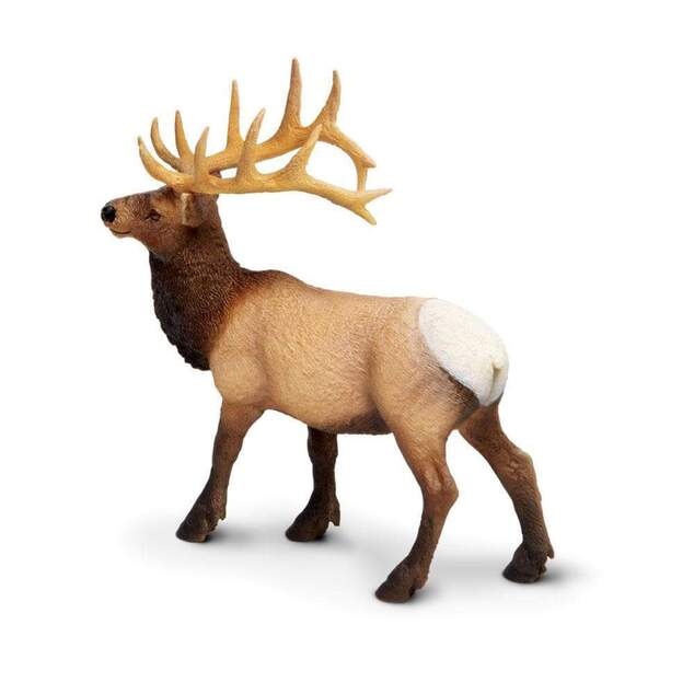 Safari® Weißwedelhirsch