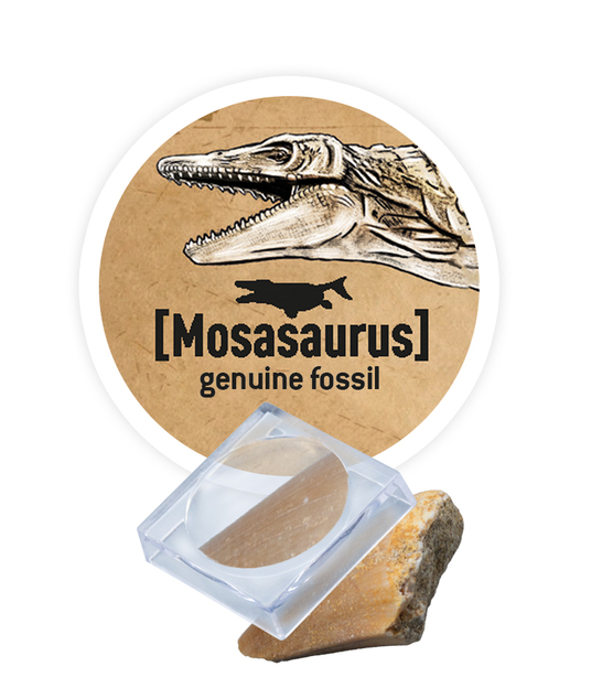DinoKIT vykopávka a kostra Stegosaurus