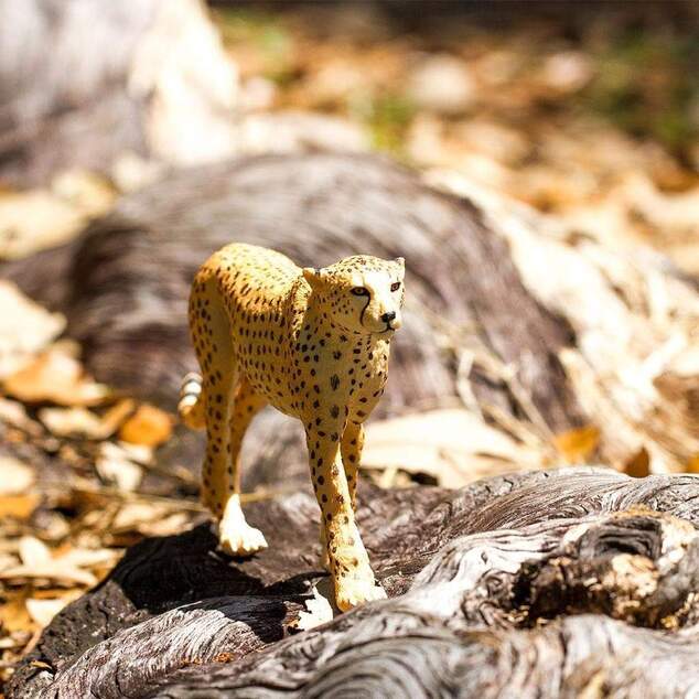 Safari® Gepard