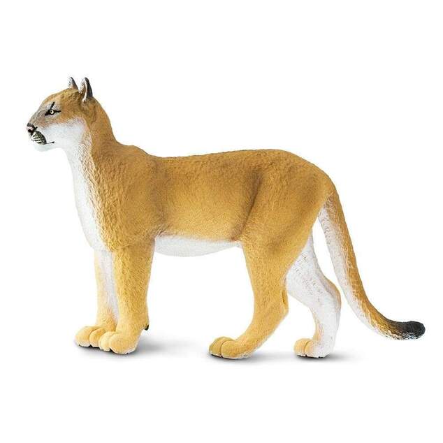 Safari® Puma floridská