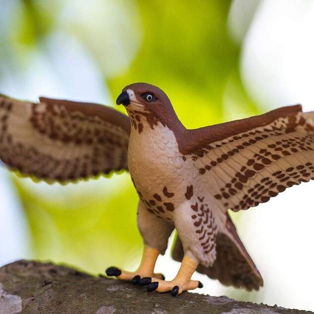 Safari® Jastrab červenochvostý