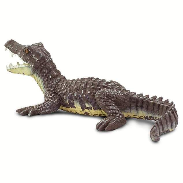 Safari® Kajman