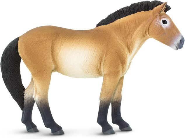 Safari® Kôň Przewalského