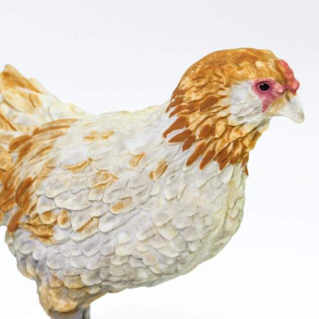 Safari® Sliepka Ameraucana