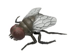 Živá příroda: House Fly - realistický model mouchy (11,5 cm)