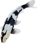 Mojo Kapor koi shiro utsuri