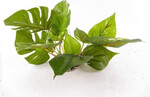 UP Aqua Kunststoff-Aquarienpflanze Anubias 1215