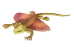 Živá příroda: Flying Lizard - realistický model ještěr (48 cm)