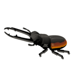 EUGY Hrošč rogač 3D kartonasta sestavljanka