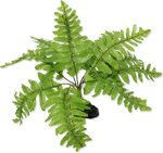 Dekorácia Repti Planet Rastlina papradie Nephrolepis 20cm
