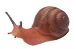Živá příroda: Snail - realistický model šneka (13 cm)