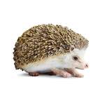 Safari® Ježko