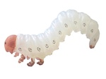 Živá příroda: Larva - realistický model hmyzu (11,5 cm)