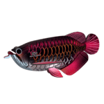 EUGY Arowana azijska 3D kartonasta sestavljanka