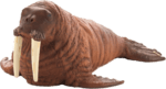 Mojo Mrož