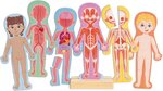 Hape Magnetické puzzle - Ľudské telo