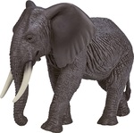 Mojo Slon africký