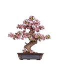 RoboTime Puzzle 3D in legno Bonsai sakura