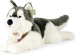 Cane peluche Husky con collare sdraiato 60 cm ECO-FRIENDLY
